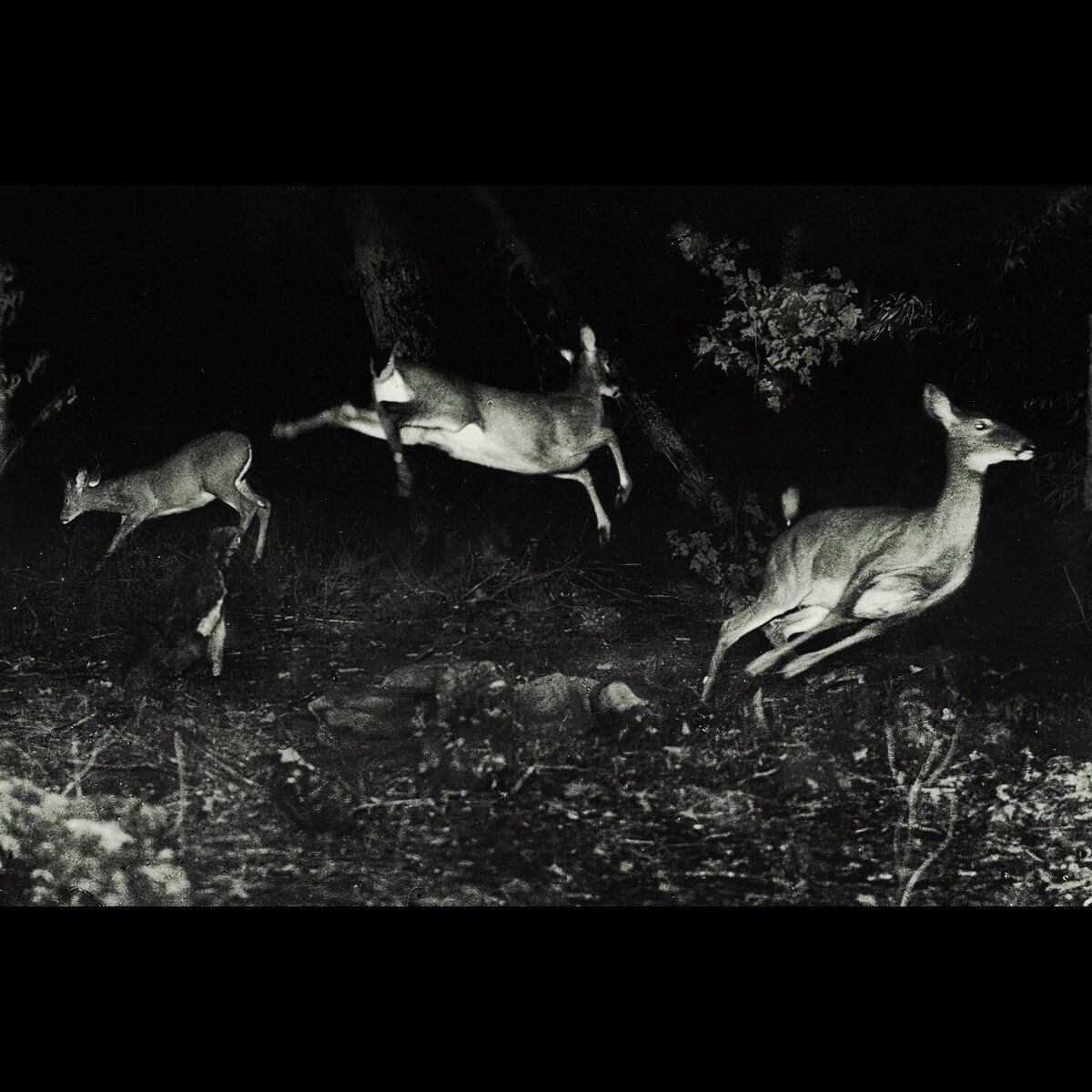 PIAS Nederland The Trees Were Buzzing, and the Grass. - 5060845321345
