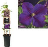 Van der Starre Klimplant Clematis Star of India - Paarse Bosrank