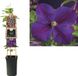 Van der Starre Klimplant Clematis Star of India - Paarse Bosrank