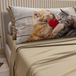 PETTI Artigiani Italiani - Beddengoed dieren met katten van katoen met kussenslopen in digitale print, beddengoed voor Frans bed, beddengoedset voor Frans bed, taupe, 100% Made in Italy