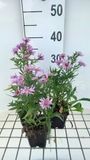 GRDplanten Aster 6x Aster dum. 'Peter Harrison' | 9x9 cm pot