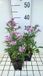 GRDplanten Aster 6x Aster dum. 'Peter Harrison' | 9x9 cm pot