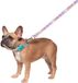 Squishmallows Originele Squish Squad Pet Leash/Lead - Officiële Jazwares Pets Apparel