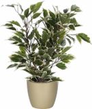 Mica Decorations Ficus plante artificielle - vert/blanc - 40 cm - avec pot de fleurs - or - céramique