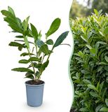 KH Bloembollen Green boutiQ Prunus laur. Caucasica - Laurierkers - Haagplanten - Groenblijvend - Groen - Pot 9cm - Hoogte 25-35cm