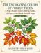 The Enchanting Colors of Forest Trees: A Four-Season Leaf Coloring Book