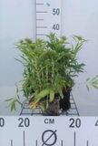 GRDplanten 6x Grasanjer - Dianthus barb. Indianer Teppich' | 9x9 cm pot