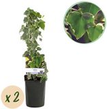 Green boutiQ - Hedera helix Glacier - Plante grimpante - Feuillage panaché - Persistant - 2 plantes
