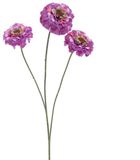 Erutan avon Zinnia elegans spray purple 60 cm