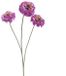 Erutan avon Zinnia elegans spray purple 60 cm