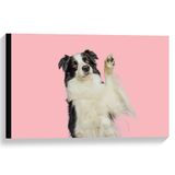 Merkloos / Sans marque Canvas Zwaaiende Border Collie Hond tegen Roze Achtergrond 60x40 cm Foto op Canvas Schilderij