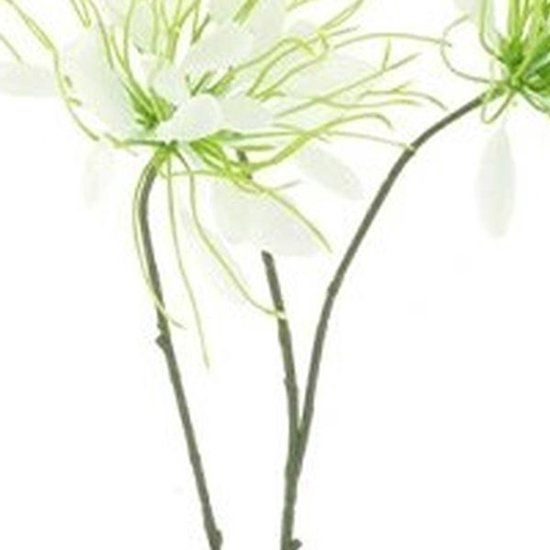 Erutan avon Spider flower spray cream 94 cm