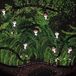Tout Woelv - Tout Seul Dans La Foret En Plein Jour (LP)