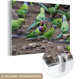 MuchoWow® Glass Painting 150x100 cm - Acrylic Glass Painting - Swarm of Parakeets on a Stone Ground - Photo on Glass - Paintings