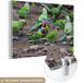 MuchoWow® Glass Painting 150x100 cm - Acrylic Glass Painting - Swarm of Parakeets on a Stone Ground - Photo on Glass - Paintings