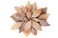Silikomart VOILA' COOKIE - LEAVES - Vormbladen 240 x 150 H 20 mm