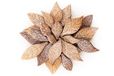 Silikomart VOILA' COOKIE - LEAVES - Vormbladen 240 x 150 H 20 mm