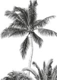 Komar Fotobehang - Retro Palm 200x280cm - Vliesbehang