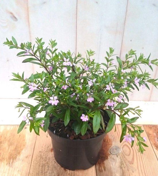 Warentuin natuurlijk Bol 3 stuks! Luciferplant roze