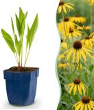 Green boutiQ Echinacea paradoxa - Zonnehoed - Geel - 24 Planten