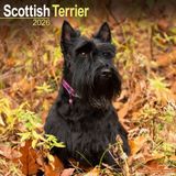 Avonside Schotse Terrier Kalender 2026