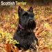 Avonside Schotse Terrier Kalender 2026