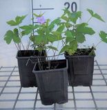 GRDplanten Groendecor Tuinarchitectuur 6x Ooievaarsbek - Geranium nodosum | 9x9 cm pot