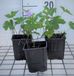 GRDplanten Groendecor Tuinarchitectuur 6x Ooievaarsbek - Geranium nodosum | 9x9 cm pot