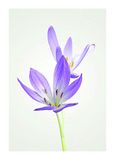 Komar Muurfoto | Herfst Crocus | Poster, foto, woonkamer, slaapkamer, decoratie, kunstdruk | zonder lijst | P068-50x70 | Formaat: 50 x 70 cm