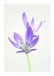 Komar Muurfoto | Herfst Crocus | Poster, foto, woonkamer, slaapkamer, decoratie, kunstdruk | zonder lijst | P068-50x70 | Formaat: 50 x 70 cm