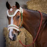Harry's Horse Set de licol et bonnet Christmas | Shetland