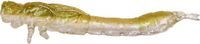 Westin Odonata Ned Creaturebait Olive Mist 2gr (6.5cm)