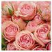 Homéa 20 Papieren Servetten 3-Laags 33x33cm Roze Rozen