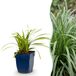 Green boutiQ Carex morrowii Ice Dance Japanse Zegge - Creme-Groen - 1 Plant - Pot 11cm