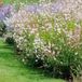 Bloomique - Set van 3 - Gaura Lindheimeri - Prachtkaars - Tuinplanten - Winterhard - Diervriendelijk - Hoogte 10-20 cm - Pot 9x9 cm