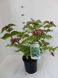 GRDplanten Groendecor Tuinarchitectuur 6x Fazantenbes - Leycesteria formosa | 9x9 cm pot