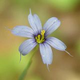 Arborix Bol 6 x Sisyrinchium Angustifolium - Blauwogengras pot 9x9cm