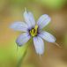 Arborix Bol 6 x Sisyrinchium Angustifolium - Blauwogengras pot 9x9cm