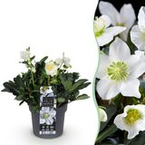 Plantenboetiek.nl Kerstroos - Helleborus Christmas Carol - Witte Bloem - 1 Plant - Groenblijvend - Ø17cm - 25-35cm hoog - Tuinplant