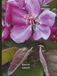 Flower Blossoms: Coffee Table Book