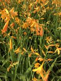 Groendecor Tuinarchitectuur 6x Montbretia - Crocosmia hybr. 'George Davidson' | pot de 9x9 cm