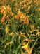 Groendecor Tuinarchitectuur 6x Montbretia - Crocosmia hybr. 'George Davidson' | pot de 9x9 cm