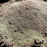 Arborix Raoulia Australis 6x Pot 9x9cm