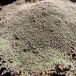 Arborix Raoulia Australis 6x Pot 9x9cm