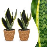 Plantenboetiek.nl Sansevieria Future Superb - Vrouwentong - 2 Planten - met Mand - Ø12cm - 25-35cm hoog