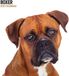 Magnet & Steel Boxer Boxer Modern Kalender 2027