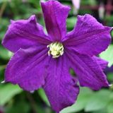 ClematisOnline Clematis Viticella - Klimplant - Blauw - Meerjarig en Winterhard - 1,5 liter pot