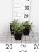 GRDplanten Aster 6x Aster - Aster n.b. 'Patricia Ballard' | 9x9 cm pot