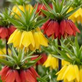 Green boutiQ - 24x Fritillaria Imperialis Mix - Keizerskroon mix - Diversen - Voorjaarsbloeier - Bolmaat 18/20