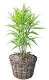 Van Der Leeden Planten of bloemen mand - rond - rotan - gevlochten riet - D30 x H27 cm